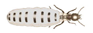 queen termite