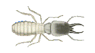 soldier termite