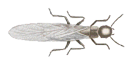 winged termite